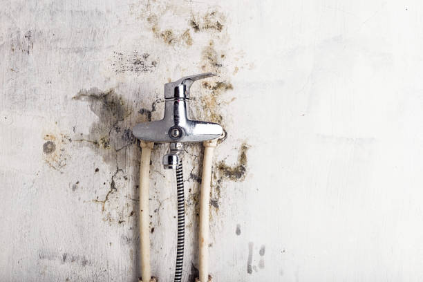 Best Toxic Mold Removal  in Latrobe, PA