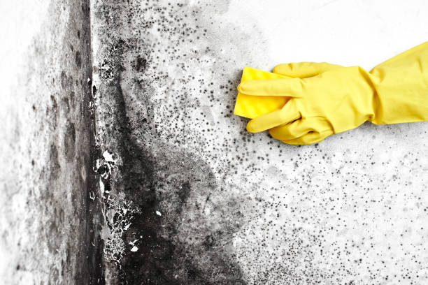 Best Office Mold Removal Services  in Latrobe, PA