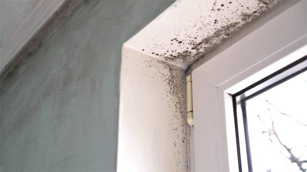 Best Black Mold Removal  in Latrobe, PA