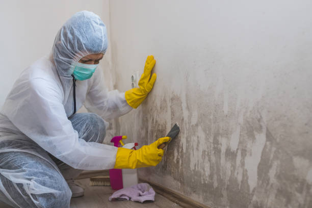 Trusted Latrobe, PA Mold Removal Experts