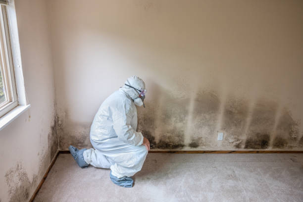 Best Fast Mold Removal  in Latrobe, PA