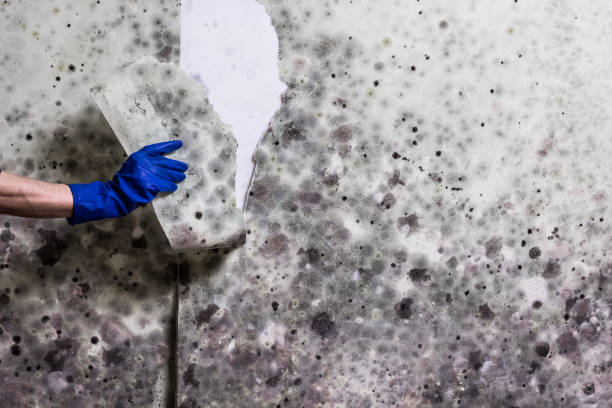 Best Mold Testing  in Latrobe, PA