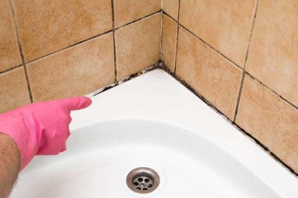 Home Mold Removal in Latrobe, PA